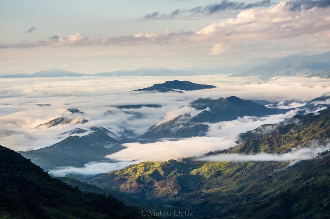Ecuadori kávé eredete - Ecuador ama la vida.